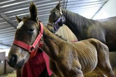 Hřebčín Napajedla