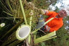 Likvidace bolševník velkolepý