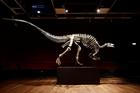 Dinosaurus, aukce