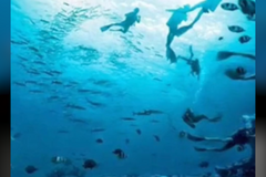 Nova optická iluze prozradí, jestli jste drsný člověk s logickým uvažováním, nebo umělecká duše