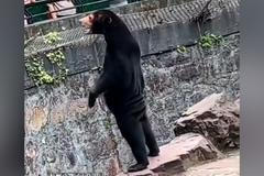 "Nejsou to skuteční medvědi." Čínská zoo čelí po virálních záběrech ostré kritice