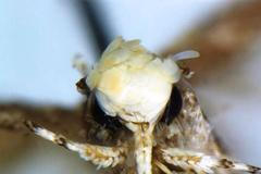 Můra Neopalpa donaldtrumpi