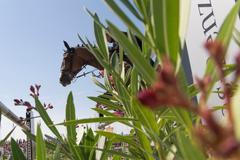 Parkur, CSI Olomouc 2017