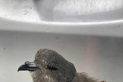 Buřníček žlutonohý