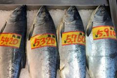 Losos, Rusko, ryba, rybolov