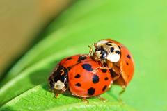 slunéčko, beruška