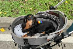 tchaj-wan pes domácí zvířata