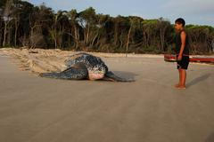 želva kožatka velká