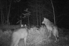 Fotopast, zvířata, ochrana přírody, fotografie, Magazín