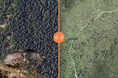 grafika - těžba dřeva kůrovec