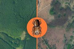 grafika - těžba dřeva kůrovec