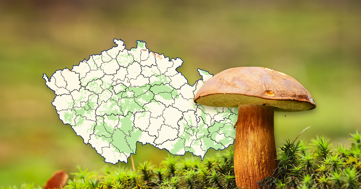 Naprostá tragédie. Houby nerostou, mapa ukazuje alespoň mírné šance na úlovek