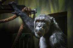 nový samec šimpanze čego