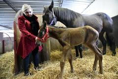hřebčín, Napajedla, kůň, hříbě