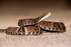 Křovinář žararaka (Bothrops jararaca) je jedovatý had.