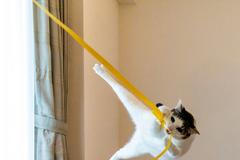 Comedy Pet Photo Awards 2024