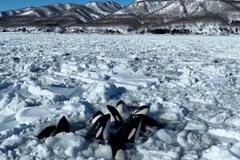 Hejno kosatek bojuje u břehu Japonska o život. Uvěznil je driftový led