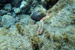 Ohnivý červ Hermodice ohnivá