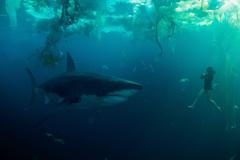 Žraloci v Paříži, film, 2024