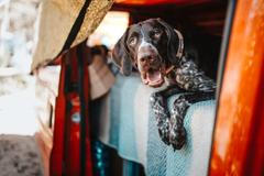 pes léto domácí mazlíček horké počasí moře dovolená veterinář