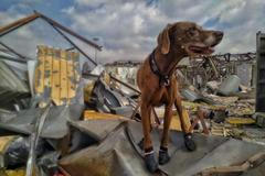 hasič kynolog záchranář