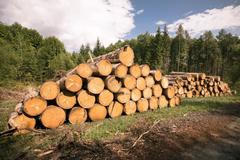 Těžba dřeva, les, kůrovec, krajina, dřevo, strom, pařez, polom, mýtina, Vysočina