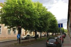 Alej roku 2023 Louny