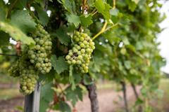 Obec Mikulov, víno, cestovní ruch, vinařství