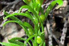 Kapradina Kaledonie genom