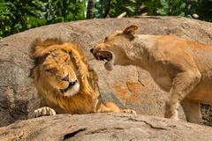 Finalisté soutěže Nikon Comedy Wildlife Awards 2024