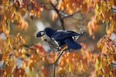 Havrani České Budějovice