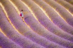 Levandulová pole v Provence