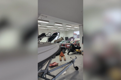 Volně pobíhající los poškodil vozy za stovky tisíc