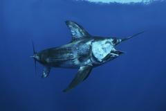 Mečoun, ilustrační foto