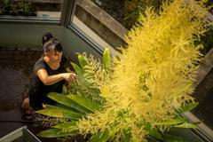 Brocchinia tatei v botanické zahradě v Liberci 2024