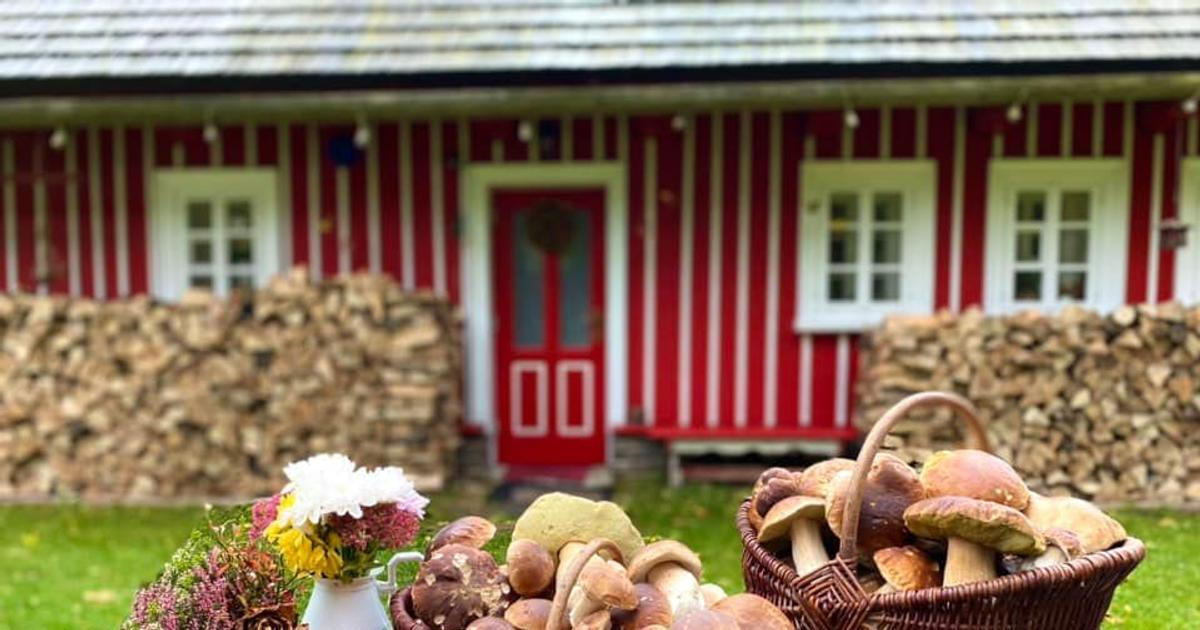 Svítící houby, lysohlávky i rekordní košík. Do Prahy míří největší houbařský festival v republice