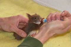 Záchranné stanice - zvířata