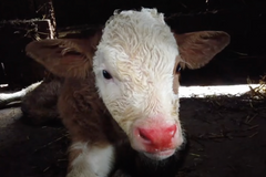 kráva, tele, kravín, týrání zvířat