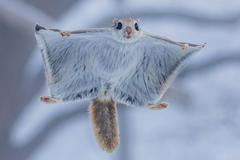 Japonské veverky Ezo