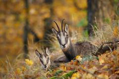 Okolím Studence za kamzíky