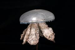 sklo, Blaschka, sklář