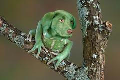 kvíz - zvlášní koláže