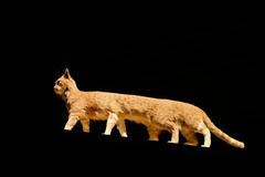 Poetics of Encryption, výstava, Galerie Rudolfinum, 2025