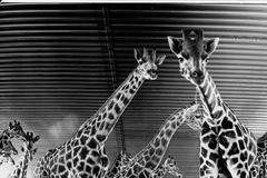 žirafy dvůr králové