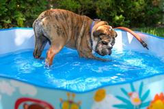 Když je vůkol abnormální hic. Vedra spalují Evropu, místy až 46 stupňů