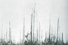 tunguska sibiř tunguzská událost