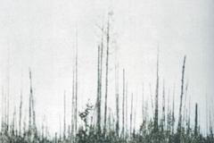 tunguska sibiř tunguzská událost
