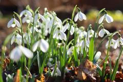 jaro počasí příroda květiny botanická sněženky