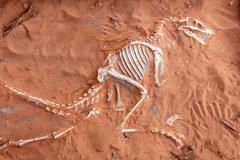 kostra dinosaura, kosti, kostra