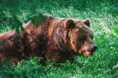 slovensko medvědi zásahový tým